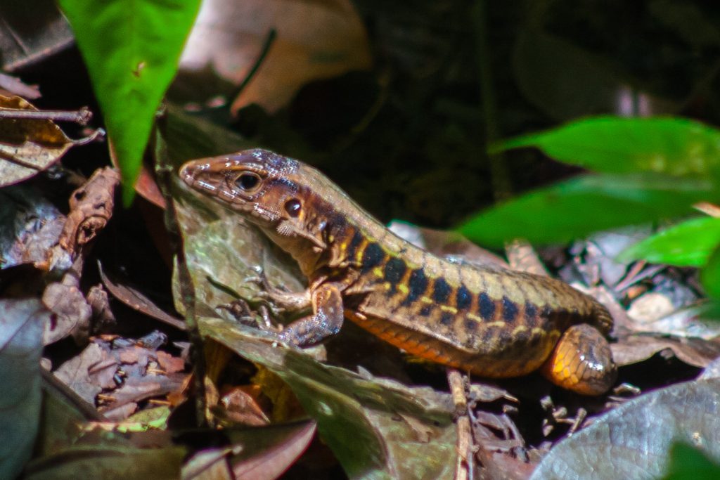 Lizard in Costa Rica