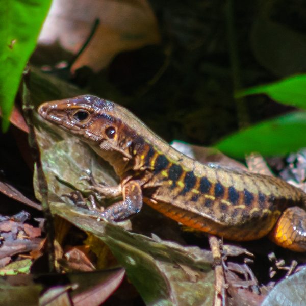 Lizard in Costa Rica