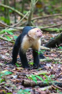 Capichin Monkey in Costa Rica