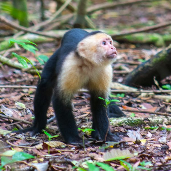 Capichin Monkey in Costa Rica