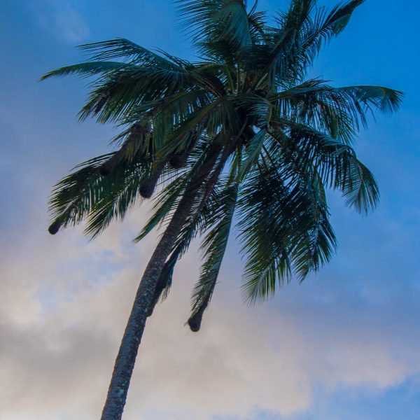 Palm Tree and blue sky, Tortuguero, Costa Rica