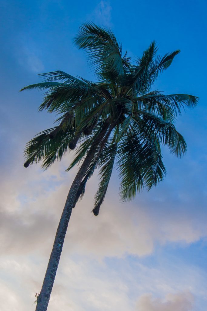 Palm Tree and blue sky, Tortuguero, Costa Rica