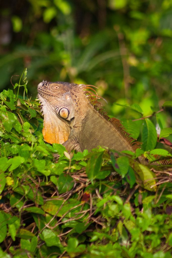 Iguana in Morning Sun - Costa Rica