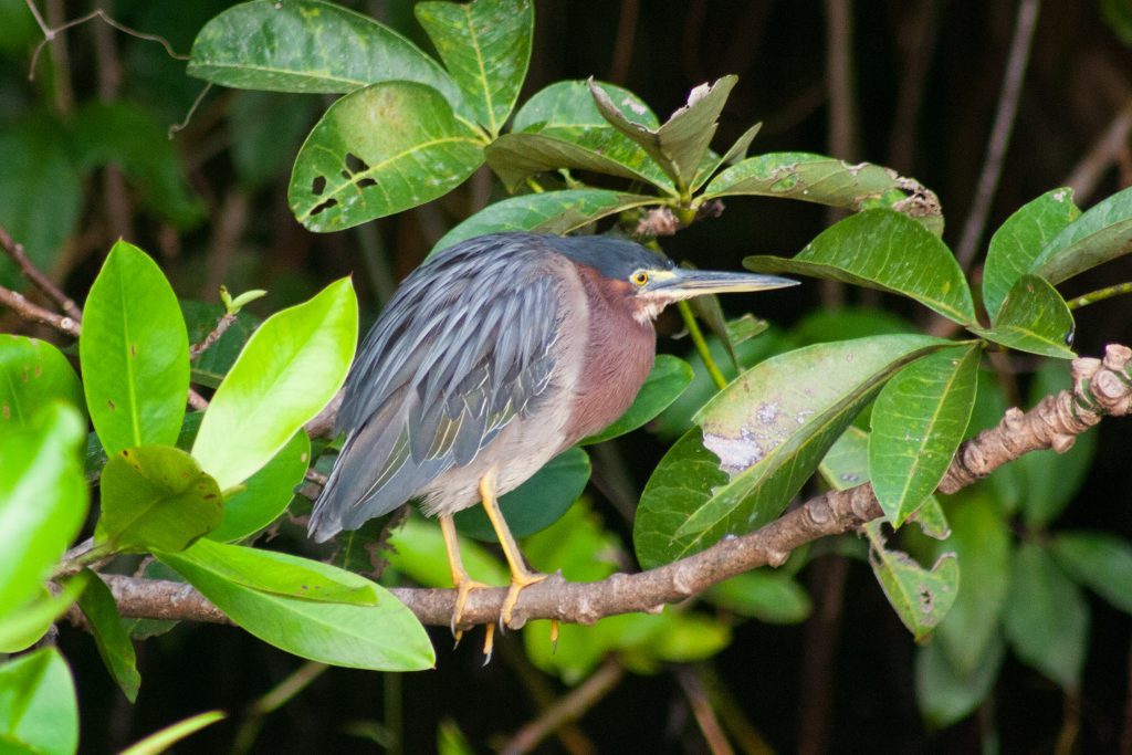 Heron in Costa Rica