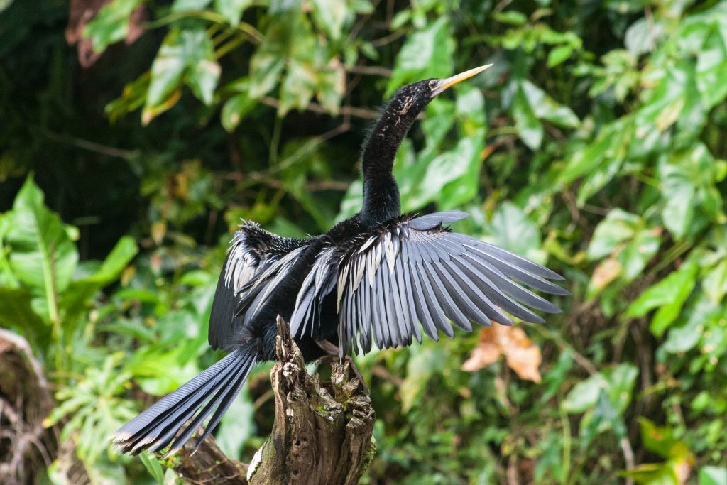 Anhinga (Snake Neck) Bird in Costa Rica