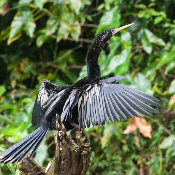Anhinga (Snake Neck) Bird in Costa Rica