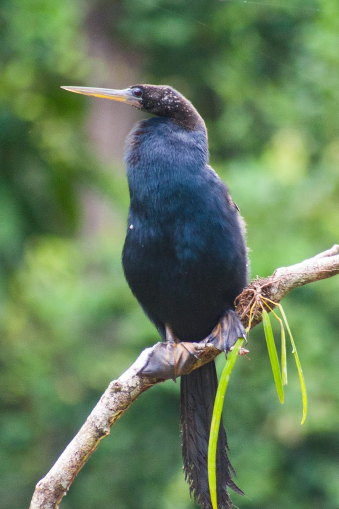Anhinga river-bird on a branch in Tortuguero, Costa Rica