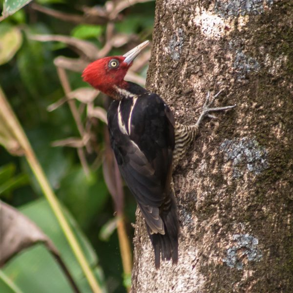 Woodpecker in Costa Rica