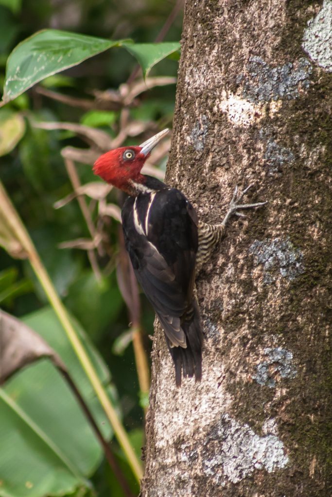 Woodpecker in Costa Rica