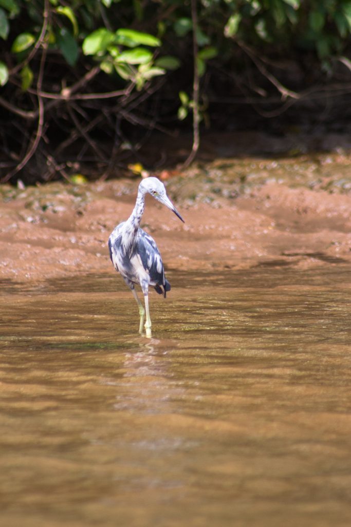 Juvenile Little Blue Heron in Costa Rica
