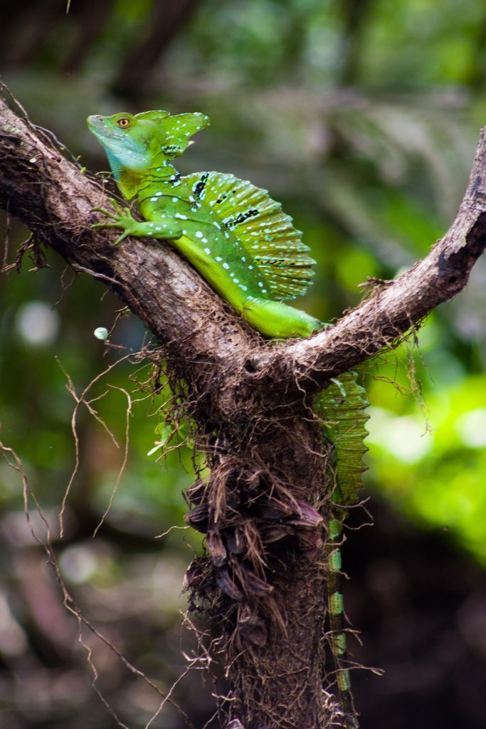 Jesus Lizard in Costa Rica