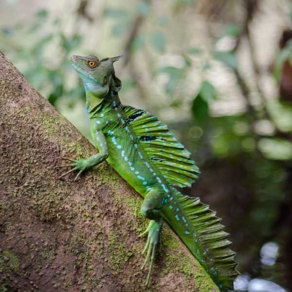 Jesus Lizard on Branch in Costa Rica