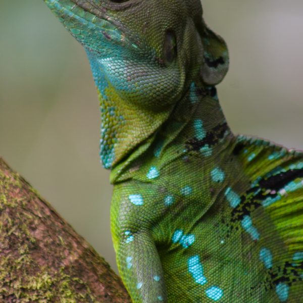 Close up of Jesus Lizard in Costa Rica