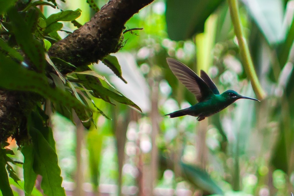 Hummingbird in Costa Rica
