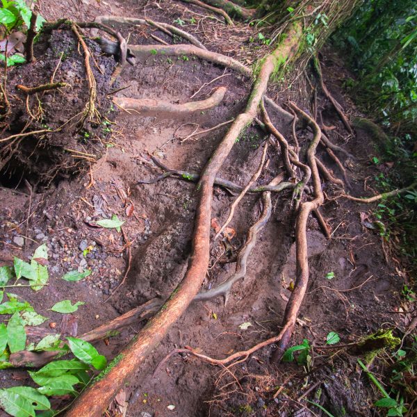 Root system on Cerro Chato, Costa Rica