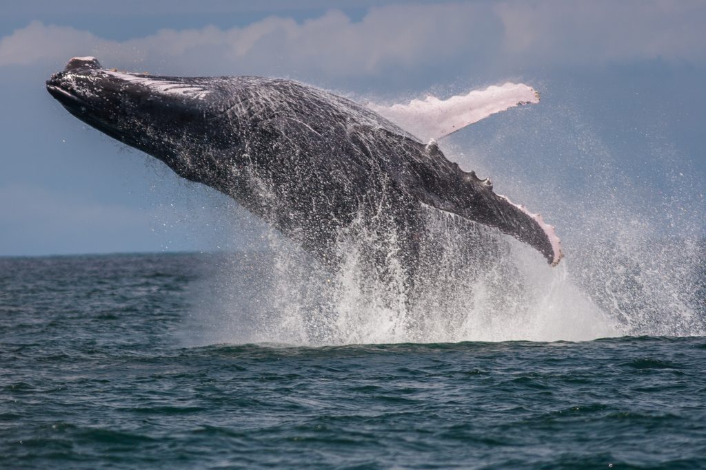 Humpback Whale in Costa Rica