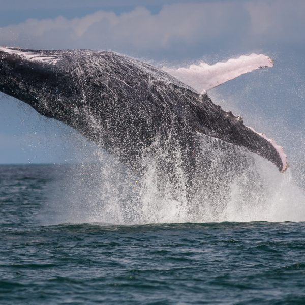 Humpback Whale in Costa Rica