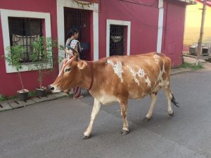 Cow in Fonthinas, Goa