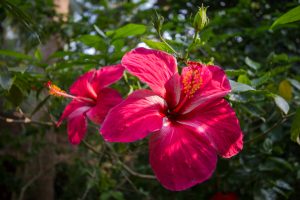 Hibiscus flowers in Gokarna, India