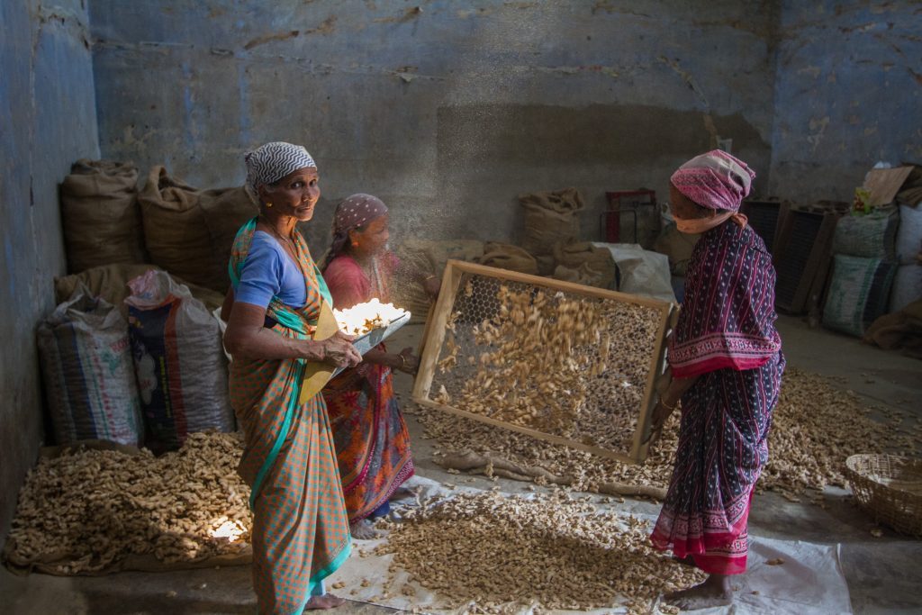 Women work sieving dried ginger, Fort Kochi, Kerala, India