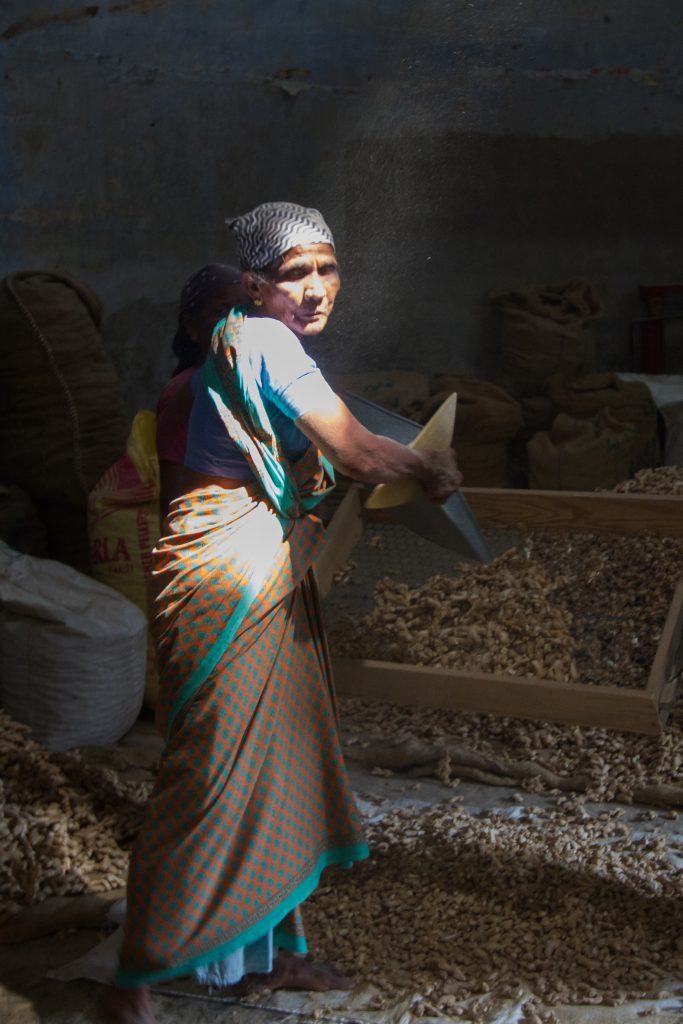 Sunlight on a lady sieving dried ginger, Fort Kochi, Kerala, India