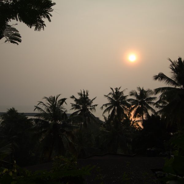 Sunset over palm trees and the harbour, Mahé, India
