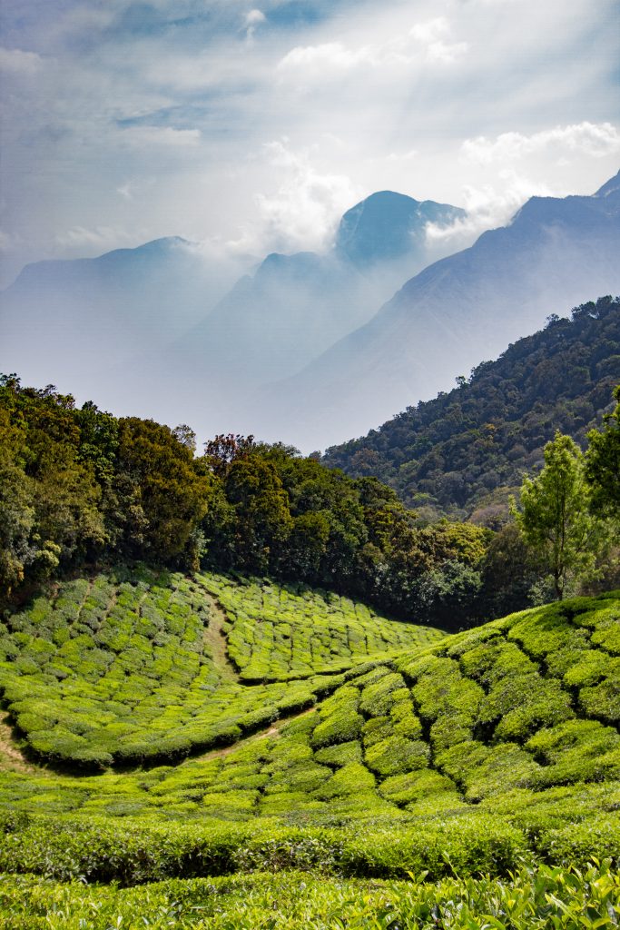 Tea plantation view over the Western Ghats, Munnar, Kerala, India