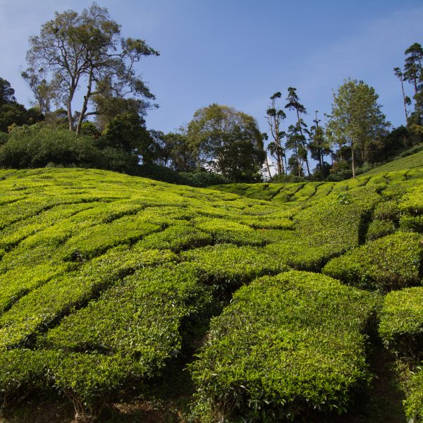Tea bushes in Munnar, Kerala, India
