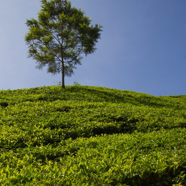 A military tree grows amongst the tea plantations of Munnar, Kerala, India