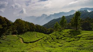 View of the Western Ghats from the Munnar tea fields
