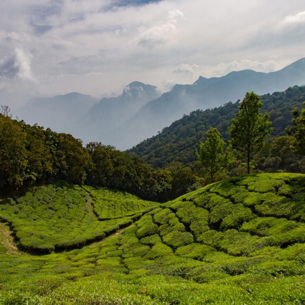 View of the Western Ghats from the Munnar tea fields