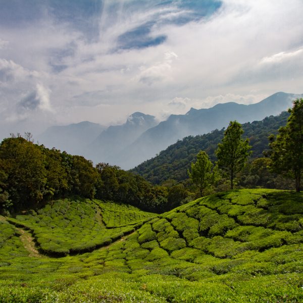 View from the tea fields of Munnar over the Western Ghats, Kerala, India