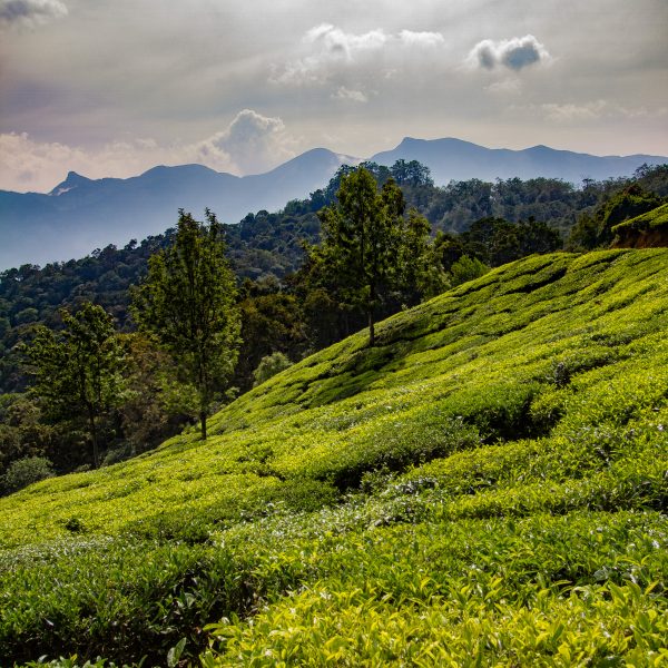 Tea plantation view over the Western Ghats, Munnar, Kerala, India